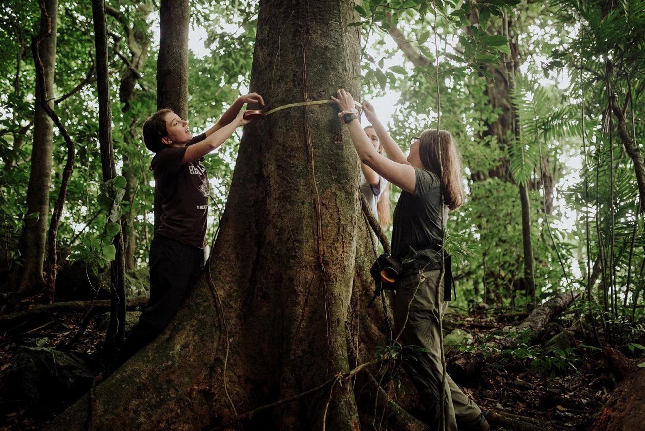 Lehigh University students measuring a tree